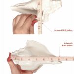 Garuda white 12- 13 inches