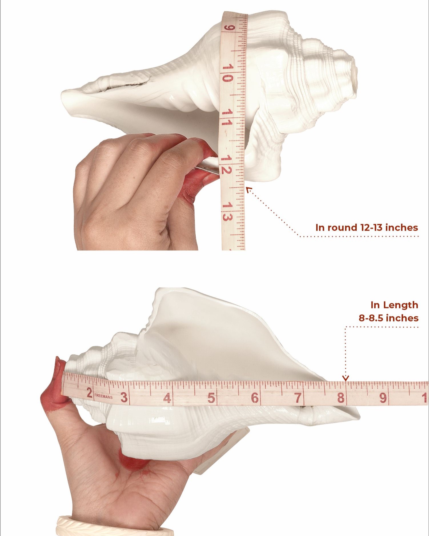Garuda white 12- 13 inches