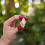 Heera shankh 15-35 in hand