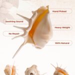 Panchmukhi Shankh-01