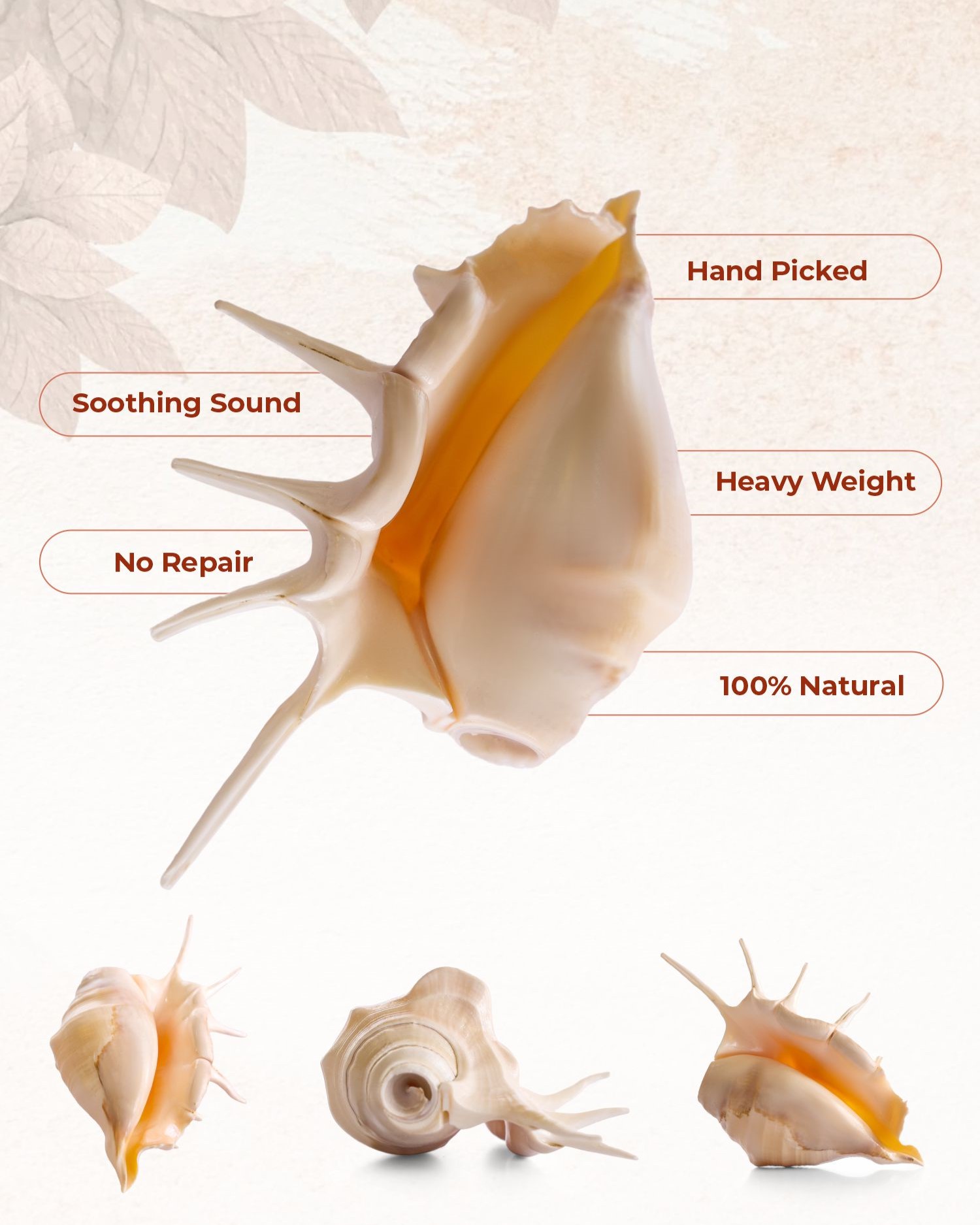 Panchmukhi Shankh-01