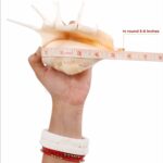 Panchmukhi Shankh-02