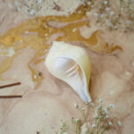 Rare size Padam puja shankh