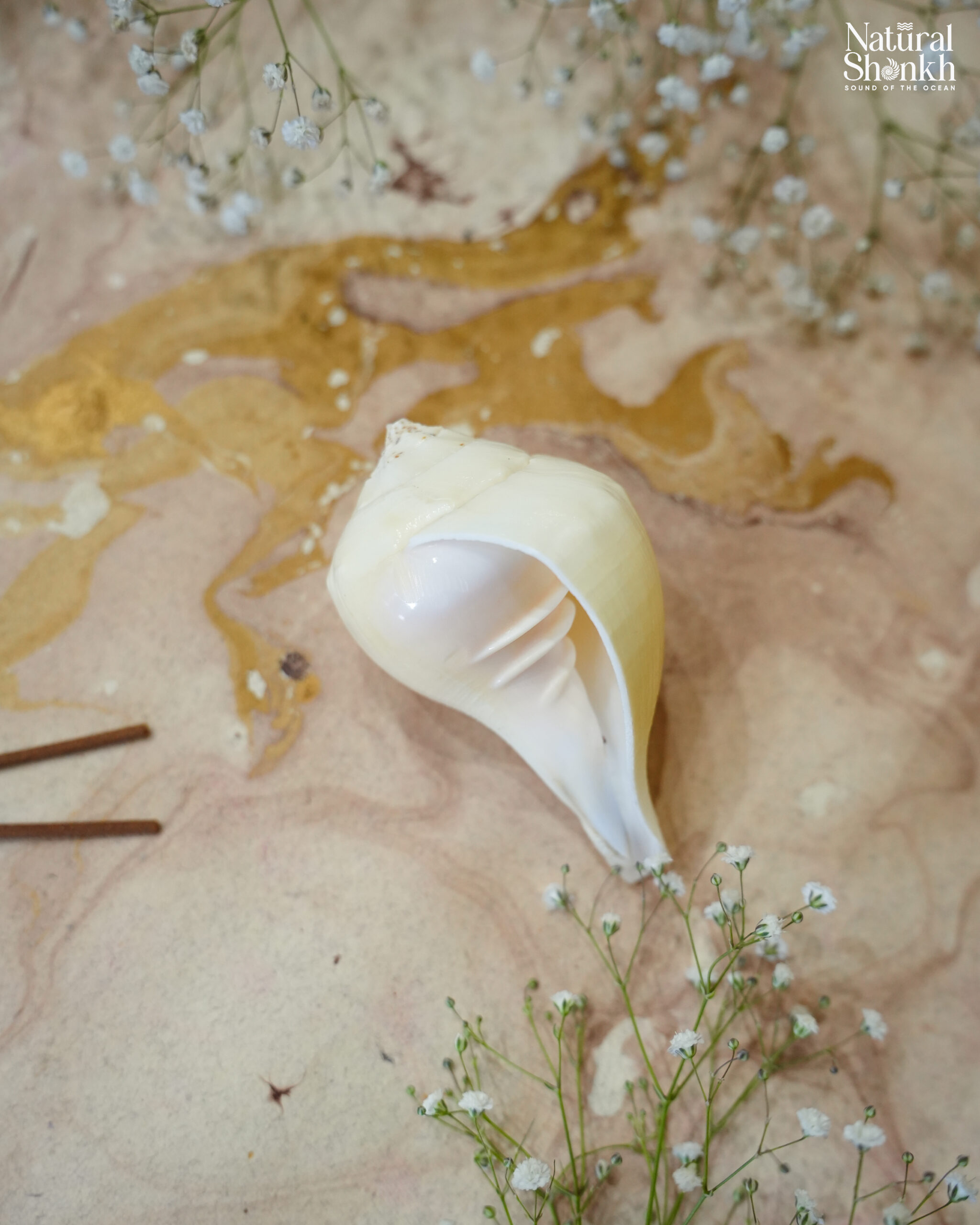 Rare size Padam puja shankh