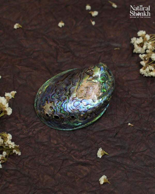 Abalone Seep (Natural Iridescent Color) – A rainbow-hued shell from ...